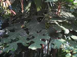 Snowflake tree(Trevesia palmata)