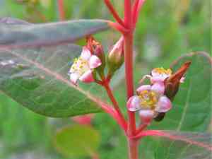 Greater marsh St. John's wort(Triadenum walteri)