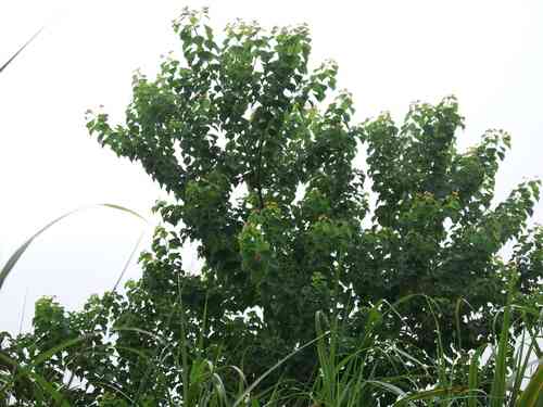 Chinese tallow(Triadica sebifera)