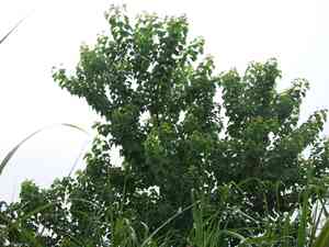 Chinese tallow(Triadica sebifera)