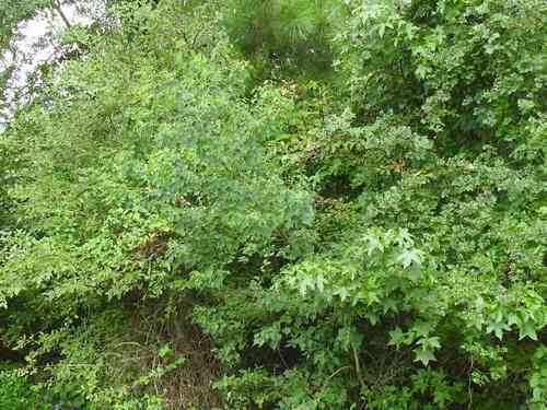 Chinese tallow(Triadica sebifera)