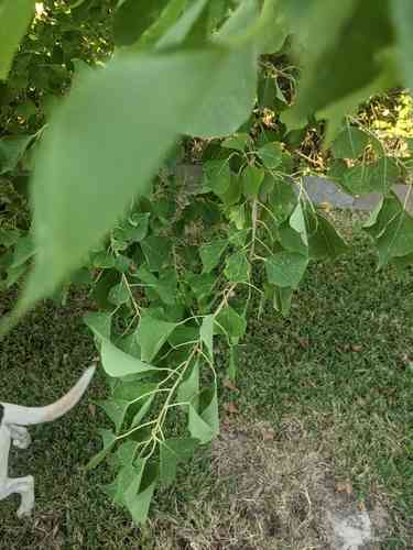 Chinese tallow(Triadica sebifera)