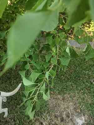 Chinese tallow(Triadica sebifera)
