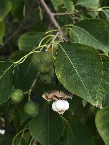 Chinese tallow(Triadica sebifera)