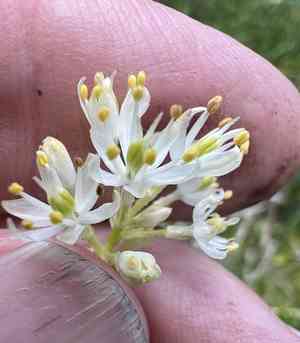 Western false asphodel(Triantha occidentalis)