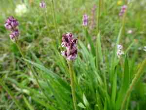 Western false asphodel(Triantha occidentalis)