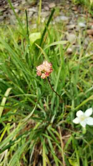 Western false asphodel(Triantha occidentalis)