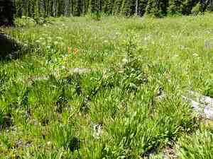 Western false asphodel(Triantha occidentalis)