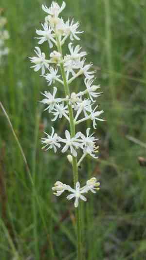 Coastal false asphodel(Triantha racemosa)