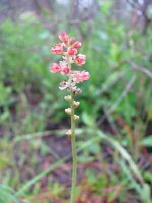 Coastal false asphodel(Triantha racemosa)