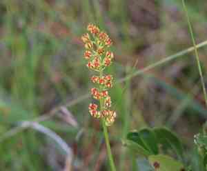 Coastal false asphodel(Triantha racemosa)