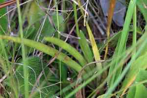 Coastal false asphodel(Triantha racemosa)