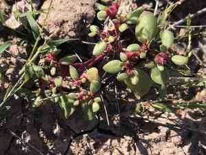 Desert Horse-purslane(Trianthema portulacastrum)