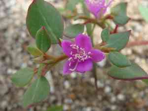 Desert Horse-purslane(Trianthema portulacastrum)
