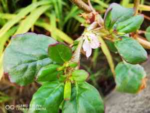 Desert Horse-purslane(Trianthema portulacastrum)
