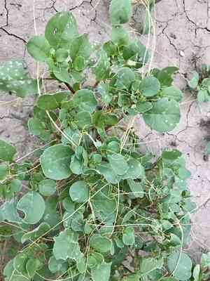 Desert Horse-purslane(Trianthema portulacastrum)