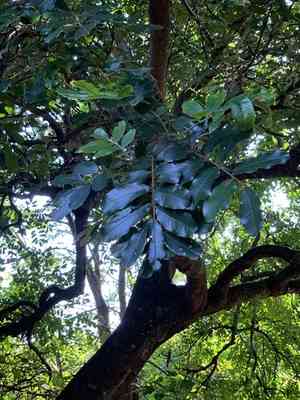 Natal mahogany(Trichilia emetica)