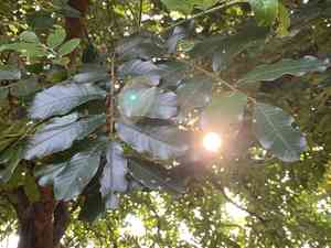 Natal mahogany(Trichilia emetica)