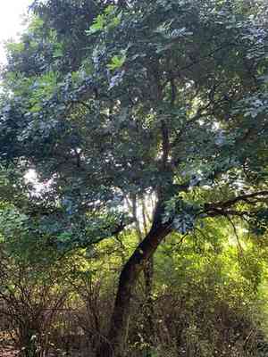 Natal mahogany(Trichilia emetica)