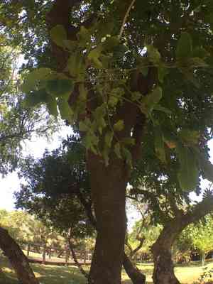 Natal mahogany(Trichilia emetica)