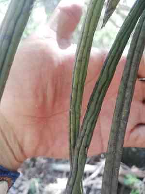 Oncidium cebolleta(Trichocentrum cebolleta)