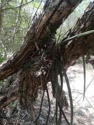 Oncidium cebolleta(Trichocentrum cebolleta)