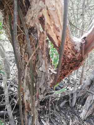 Oncidium cebolleta(Trichocentrum cebolleta)