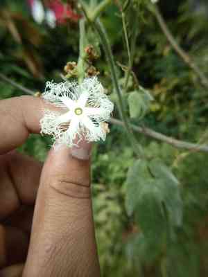 Snake gourd(Trichosanthes cucumerina)