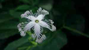 Snake gourd(Trichosanthes cucumerina)