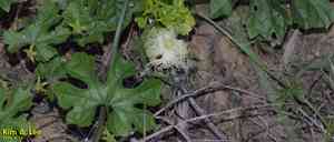 Chinese cucumber(Trichosanthes kirilowii)
