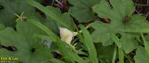 Chinese cucumber(Trichosanthes kirilowii)