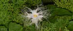 Chinese cucumber(Trichosanthes kirilowii)