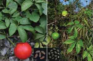 Trichosanthes (Trichosanthes)(Trichosanthes)
