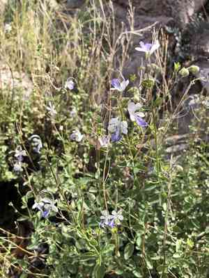 Arizona bluecurls(Trichostema arizonicum)