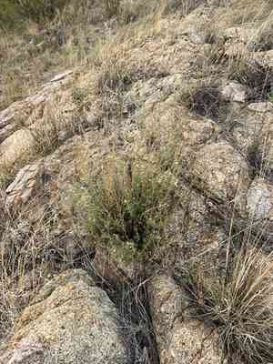 Arizona bluecurls(Trichostema arizonicum)
