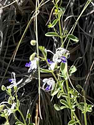 Arizona bluecurls(Trichostema arizonicum)
