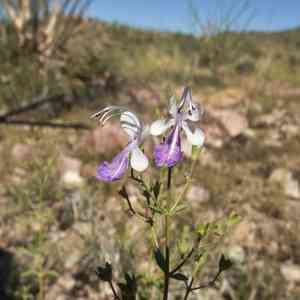 Arizona bluecurls(Trichostema arizonicum)