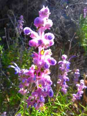Wooly Bluecurls(Trichostema lanatum)
