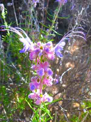 Wooly Bluecurls(Trichostema lanatum)