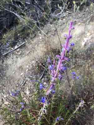 Wooly Bluecurls(Trichostema lanatum)