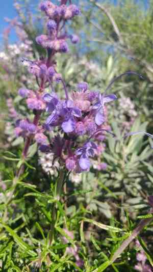 Wooly Bluecurls(Trichostema lanatum)