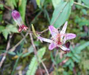 Toad lily(Tricyrtis formosana)