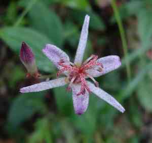 Toad lily(Tricyrtis formosana)