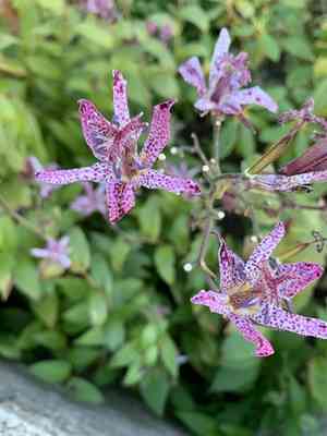 Toad lily(Tricyrtis formosana)