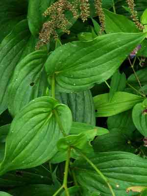 Toad lily(Tricyrtis formosana)