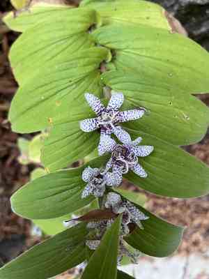 Toad lily(Tricyrtis hirta)