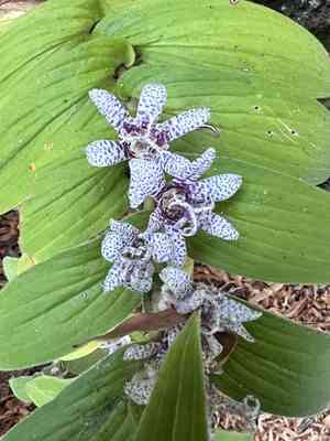 Toad lily(Tricyrtis hirta)