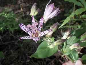 Toad lily(Tricyrtis hirta)
