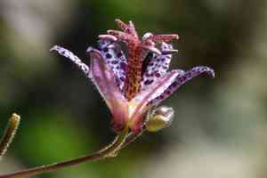 Toad lily(Tricyrtis hirta)