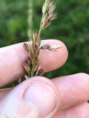Long-spike tridens(Tridens strictus)